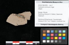 Foto (Detailansicht) von Cystoseira communis Unger (NHMW-GEO-2024-0188-0099)